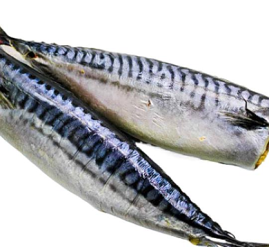 Скумбрия провесная 